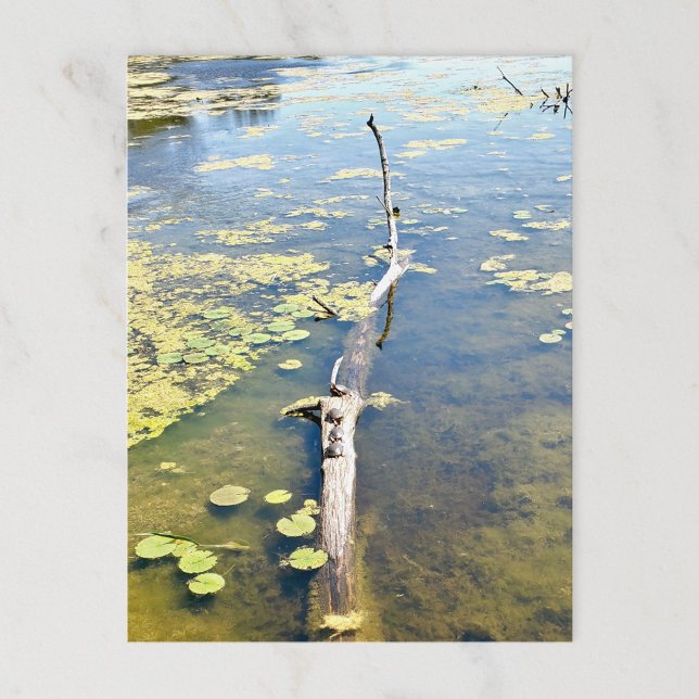 Carte Postale Journal de tortue du Metropark Lake Erie Horizonta (Créateur téléchargé)