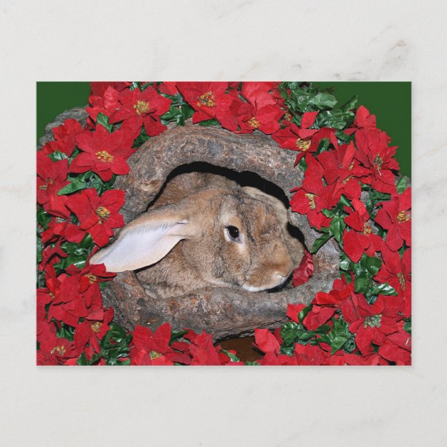 Carte Postale Journal de yule de lapin (Devant)