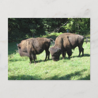 CARTE POSTALE " JOURS DE BISON "