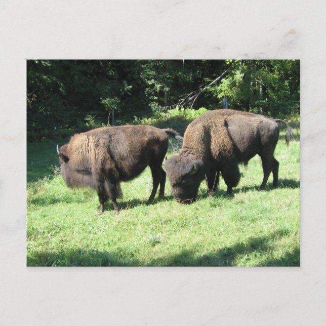 CARTE POSTALE " JOURS DE BISON " (Devant)