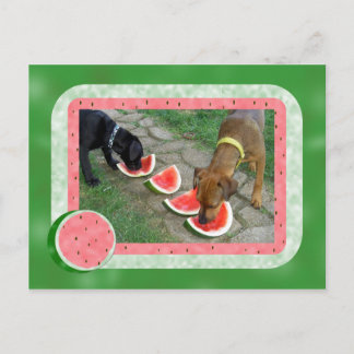 Carte Postale Jours de chiens d'été