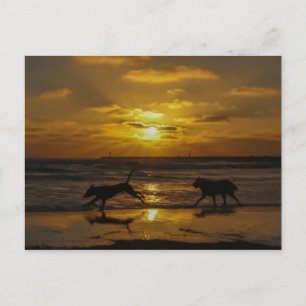 Carte Postale Jours de chiens d'été
