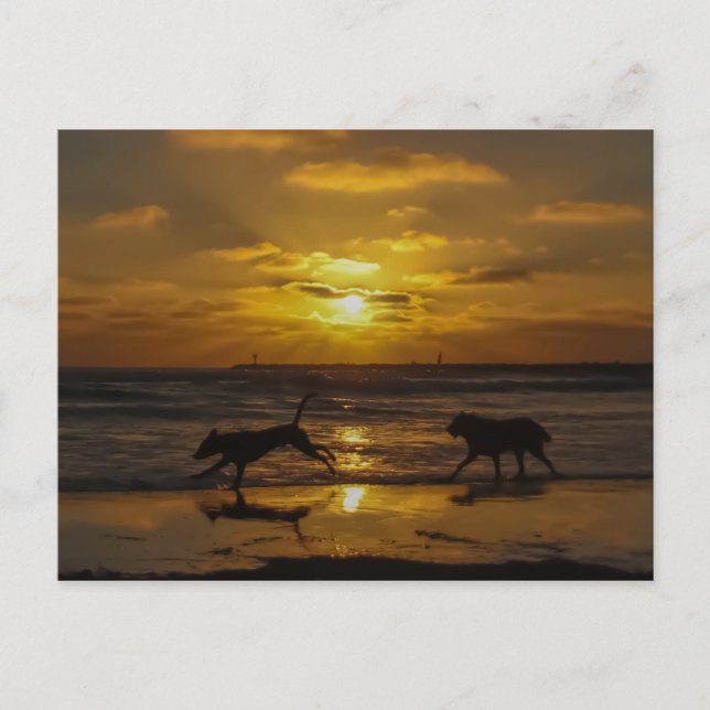 Carte Postale Jours de chiens d'été (Devant)