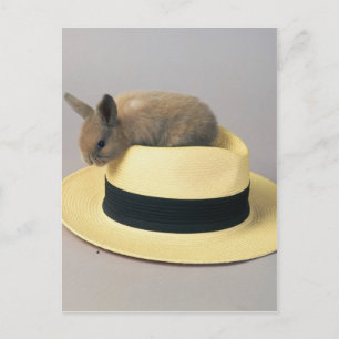 Carte Postale Jovely Bunny dans un Casquette 71
