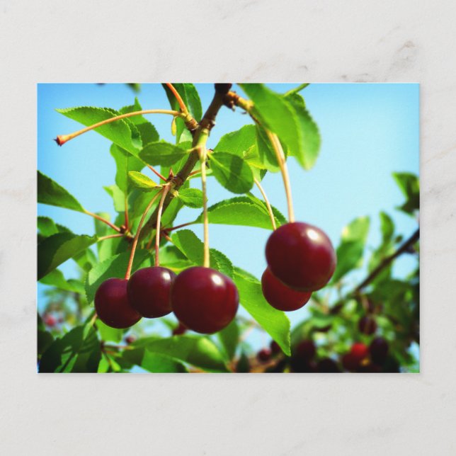 Carte Postale Joyaux de cerises rouges d'été (Devant)