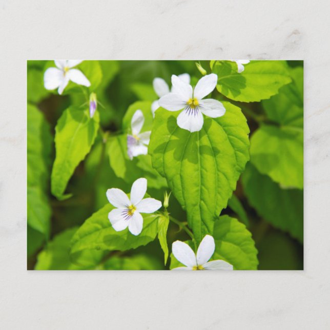 Carte Postale Joyce Kilmer-Slickrock Wilderness (Devant)