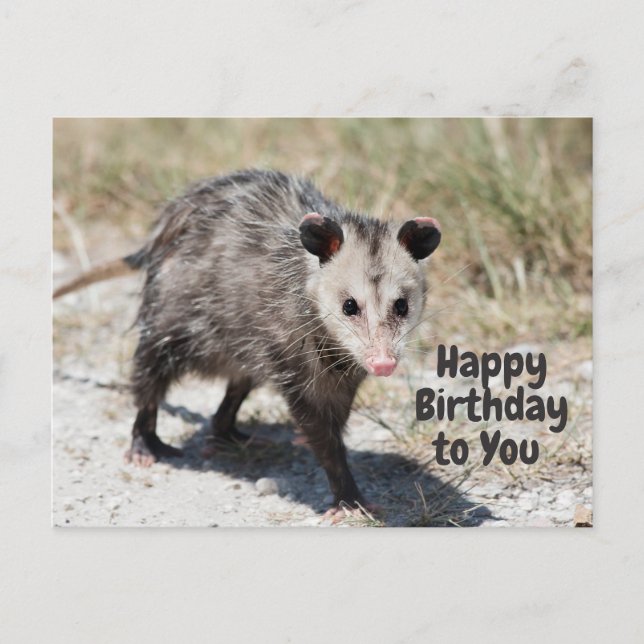 Carte Postale Joyeux Anniversaire à Toi Opossum Mignon qui March (Devant)