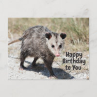 Joyeux anniversaire à vous mignonne Opossum Walkin