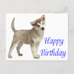 Carte Postale Joyeux Anniversaire Alaskan Malamute Chien Chien C