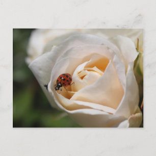 Carte Postale Joyeux anniversaire. Belle fleur de rose blanche