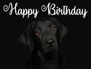 Cartes Postales Anniversaire Labrador Originales Zazzle Fr Cartes Postales Anniversaire Labrador Originales Zazzle Fr