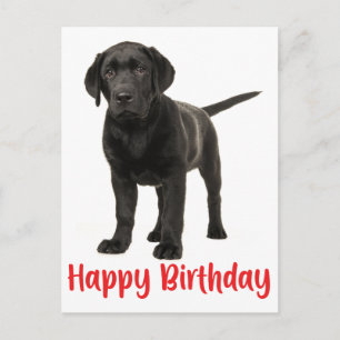 Carte Postale Joyeux anniversaire Black Labrador Retriever Chien