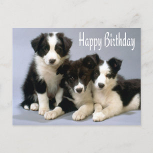Carte Postale Joyeux anniversaire Border Collie Puppy Dog Post C