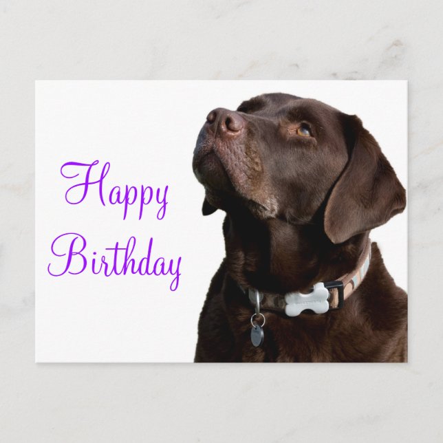 Carte Postale Joyeux anniversaire Brown Labrador Retriever Chien (Devant)