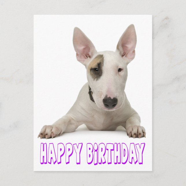 Carte Postale Joyeux Anniversaire Bull Terrier Chien chiot (Devant)