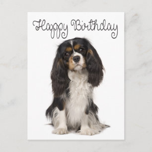 Carte Postale Joyeux Anniversaire Cavalier King Charles Spaniel