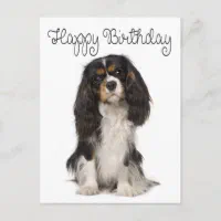 Carte Postale Joyeux Anniversaire Cavalier Roi Charles Spaniel ..., image size:200x200