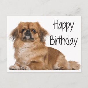 Carte Postale Joyeux Anniversaire Chien Chien Chien Noir