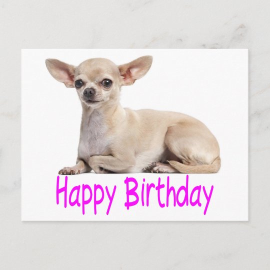 Carte Postale Joyeux Anniversaire Chihuahua Chien Chiot Purple V Zazzle Fr