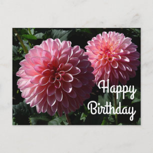 Carte Postale Joyeux anniversaire Dahlia Valley Porcupine #1 Car