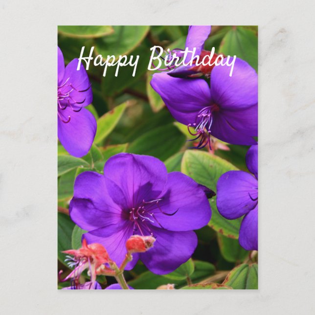 Carte Postale Joyeux anniversaire : Fleurs pourpres Tibouchina (Devant)