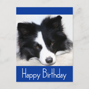 Carte Postale Joyeux Anniversaire Frontière Collie Chien Chien P