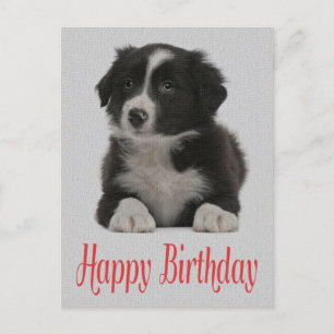 Carte Postale Joyeux Anniversaire Frontière Collie Chien Chien P