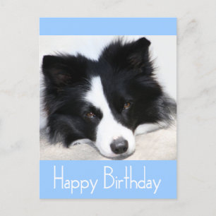 Carte Postale Joyeux Anniversaire Frontière Collie Chien Chien P