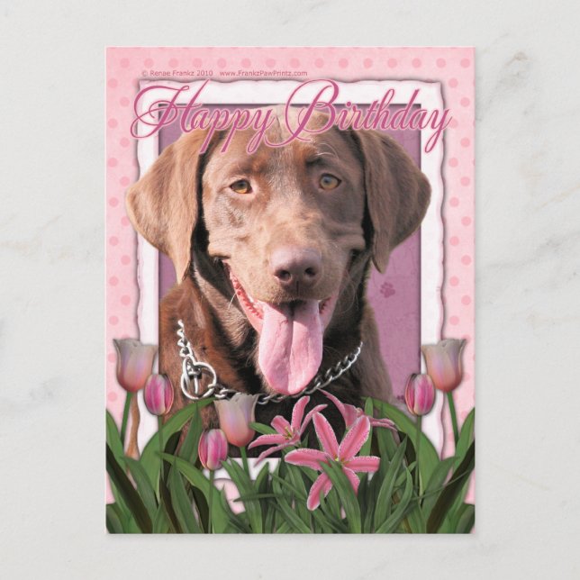 Carte Postale Joyeux anniversaire - Labrador - Chocolat (Devant)