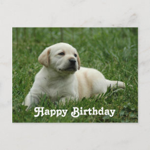 Carte Postale Joyeux anniversaire Labrador Retriever Puppy Post 