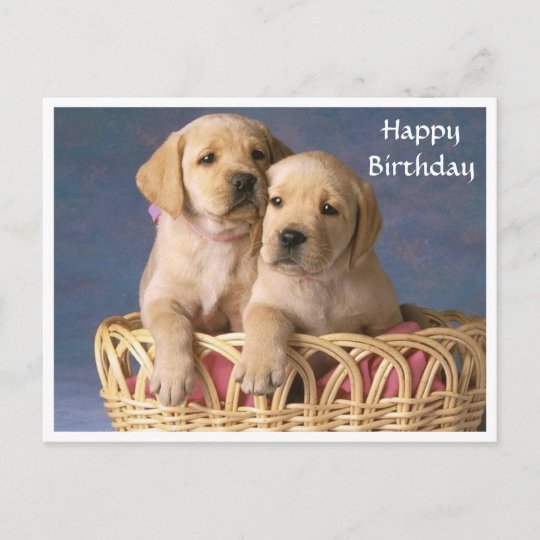 Carte Postale Joyeux Anniversaire Labrador Retriever Puppy Post Zazzle Fr