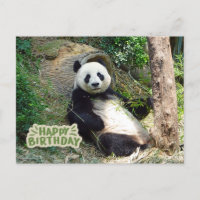 Joyeux Anniversaire Ours Panda Géant 