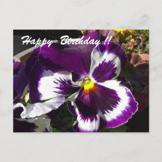Carte Postale Joyeux Anniversaire Pansy