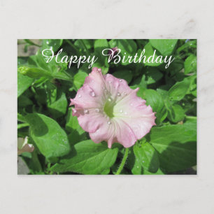 Carte Postale Joyeux Anniversaire Photographie Pink Petunia
