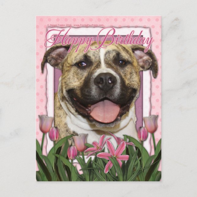 Carte Postale Joyeux anniversaire - Pitbull - Tigger (Devant)