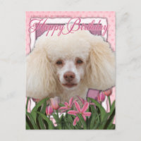 Joyeux anniversaire - Poodle