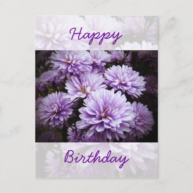 Carte Postale Joyeux anniversaire - Purple Haze Chrysanthemums (Devant)