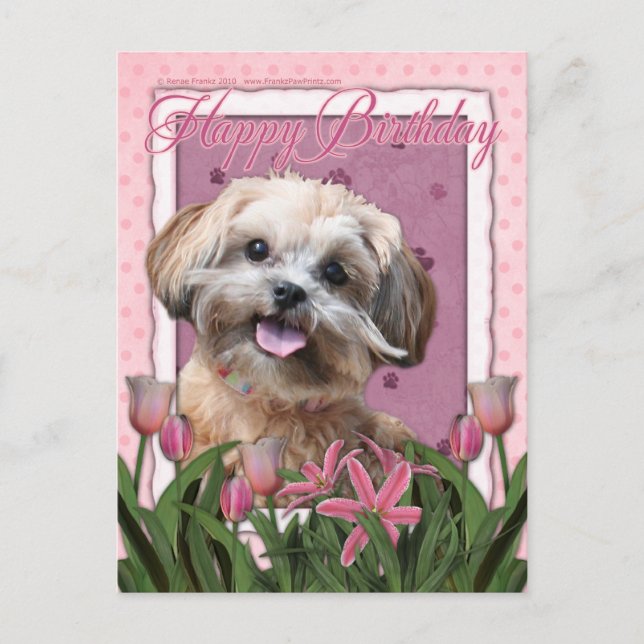 Carte Postale Joyeux anniversaire - ShihPoo - Maggie (Devant)