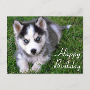 Carte Postale Joyeux Anniversaire Sibérie Husky Chien Chien Pot