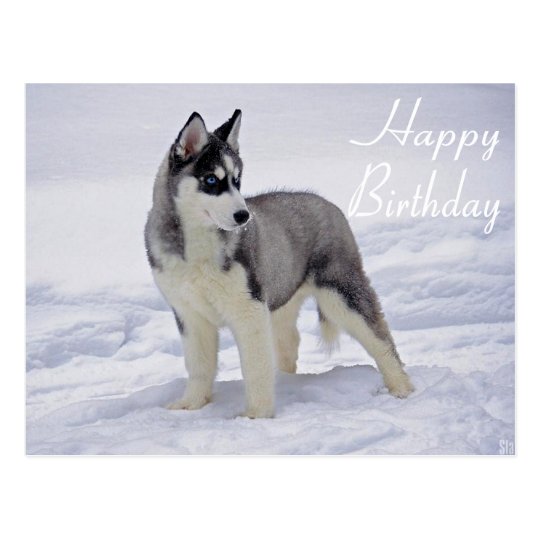 Carte Postale Joyeux Anniversaire Siberie Husky Puppy Dog Card Zazzle Fr