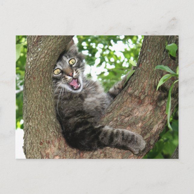 Carte Postale Joyeux chat dans l'arbre (Devant)