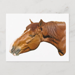 Carte Postale Joyeux cheval