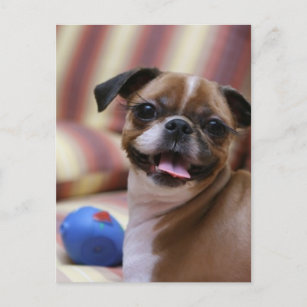 Carte Postale Joyeux chien avec jouet