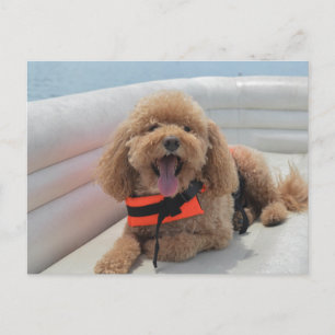 Carte Postale Joyeux Cockapoo Dog Sur Pontoon Boat Sourit
