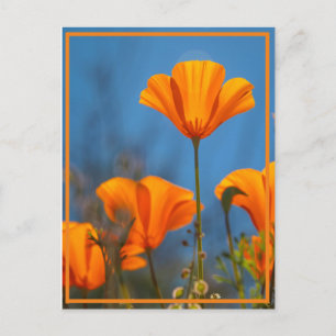 Carte Postale Joyeux Coquelicot