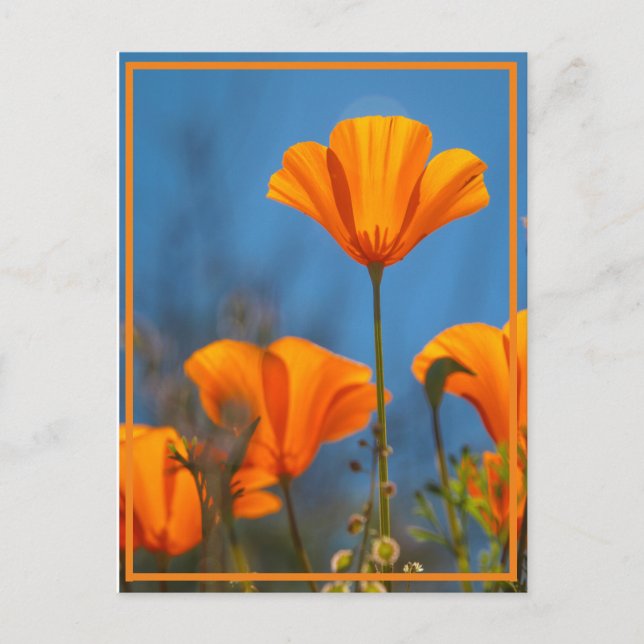 Carte Postale Joyeux Coquelicot (Devant)