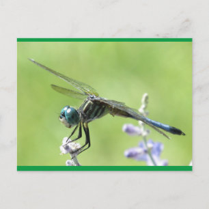 Carte Postale Joyeux DragonFly