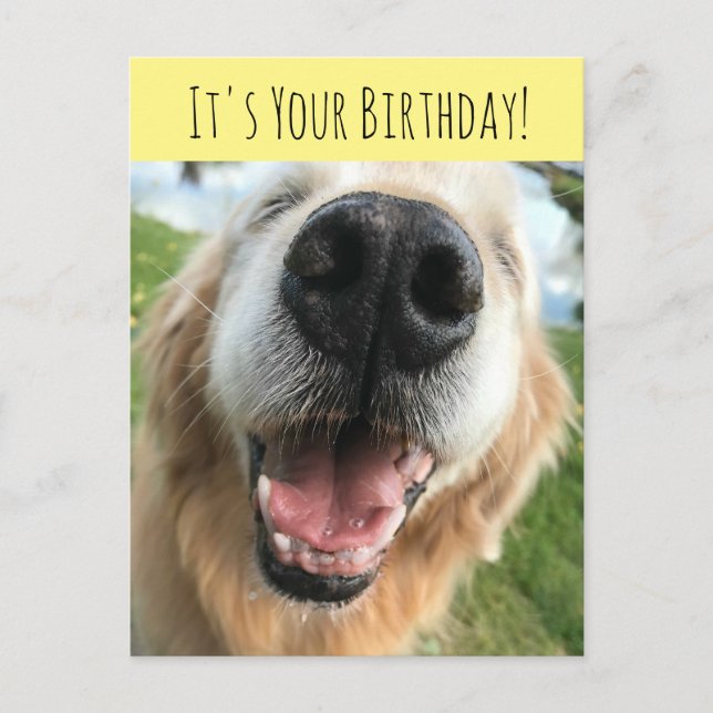 Carte Postale Joyeux Golden Retriever Chien Fête d'anniversaire (Devant)