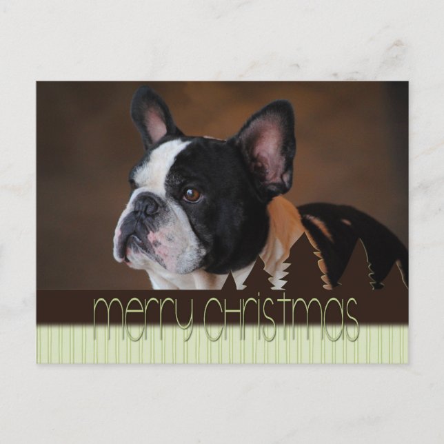Carte postale Joyeux Noël Boston Terrier Dog (Devant)