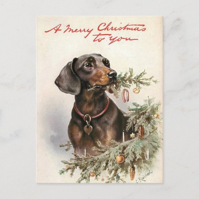 Carte Postale Joyeux Noël chien Teckel (Devant)